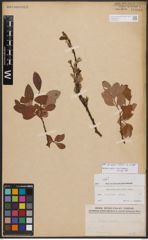 Salix bicolor Ehrh. ex Willd.